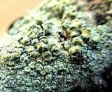 Lecanora strobilina image