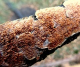 Hydnoporia olivacea image