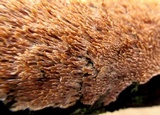 Hydnoporia olivacea image