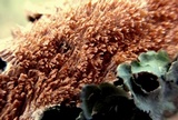 Hydnoporia olivacea image