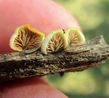 Crepidotus applanatus image