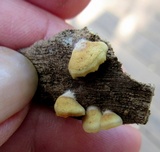 Crepidotus applanatus image