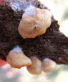 Crepidotus applanatus image