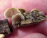 Crepidotus applanatus image