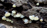 Crepidotus applanatus image