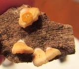 Crepidotus applanatus image