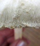 Amanita thiersii image