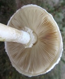 Amanita thiersii image