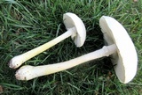 Amanita thiersii image