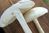 Amanita thiersii image