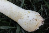 Amanita thiersii image