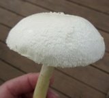 Amanita thiersii image