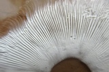 Amanita thiersii image