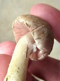 Agaricus silvicola image