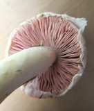 Agaricus silvicola image