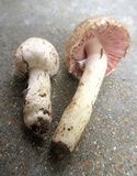 Agaricus silvicola image