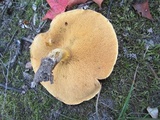 Suillus subaureus image