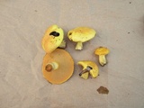 Suillus subaureus image