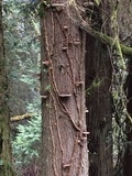 Fomitopsis mounceae image
