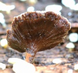 Coltriciella dependens image