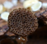 Coltriciella dependens image