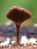 Coltriciella dependens image