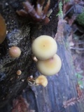 Hypholoma capnoides image