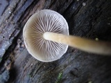 Hypholoma capnoides image