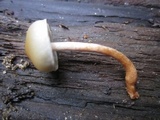 Hypholoma capnoides image