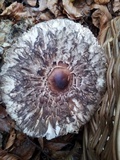 Chlorophyllum olivieri image