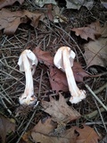 Chlorophyllum olivieri image