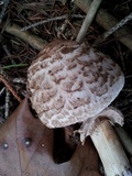 Chlorophyllum olivieri image