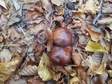 Suillus luteus image