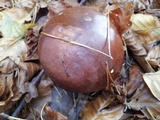 Suillus luteus image