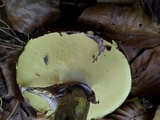 Suillus luteus image