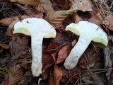 Suillus luteus image