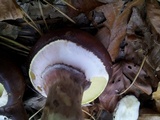 Suillus luteus image