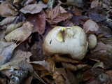 Suillus placidus image