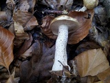 Suillus placidus image