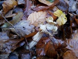 Helvella crispa image
