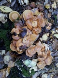 Kuehneromyces mutabilis image