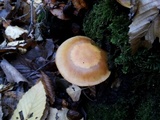 Kuehneromyces mutabilis image