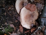 Tricholoma saponaceum image