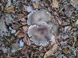 Tricholoma saponaceum image