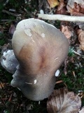 Tricholoma saponaceum image