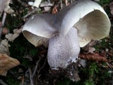 Tricholoma saponaceum image