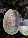 Tricholoma saponaceum image