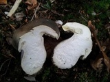 Tricholoma saponaceum image