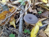 Pseudoclitocybe cyathiformis image