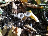 Pseudoclitocybe cyathiformis image